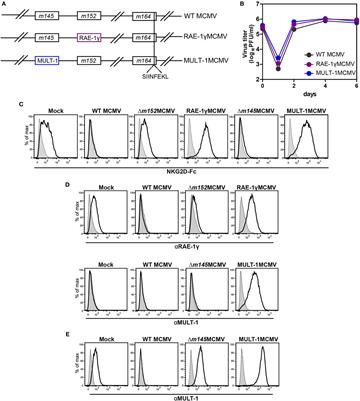 Murine CMV Expressing the High Affinity NKG2D Ligand MULT-1: A Model for the Development of Cytomegalovirus-Based Vaccines